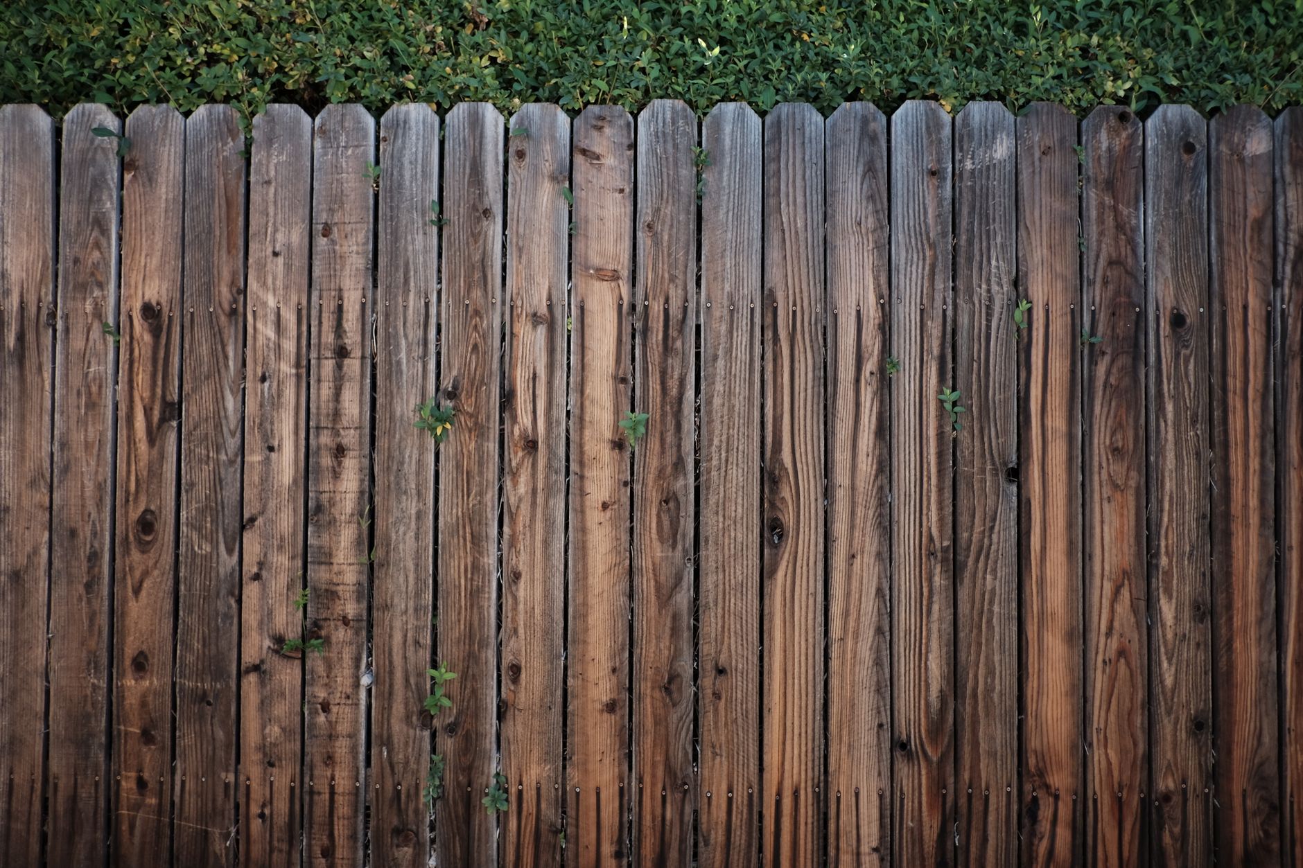 Fence cleaning